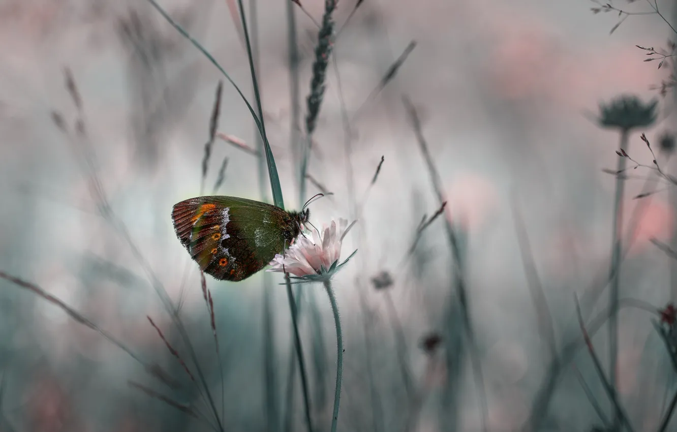 Photo wallpaper grass, macro, flowers, nature, butterfly, insect