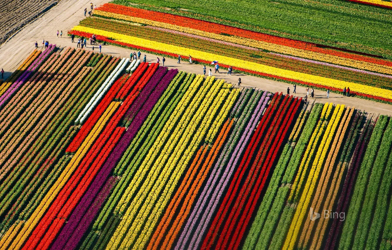Photo wallpaper field, tulips, Washington, USA, Mount Vernon