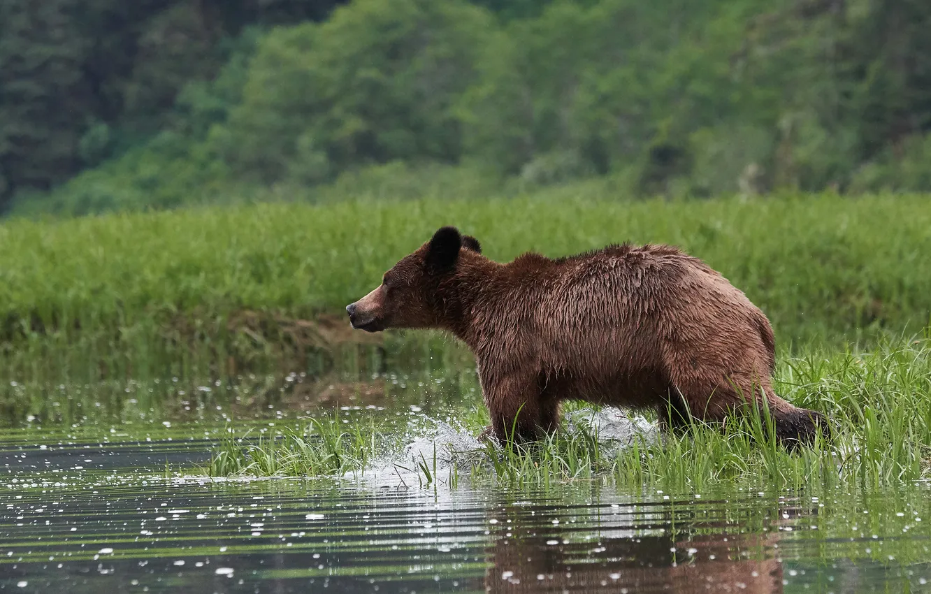 Photo wallpaper greens, field, forest, summer, grass, shore, bear, bathing