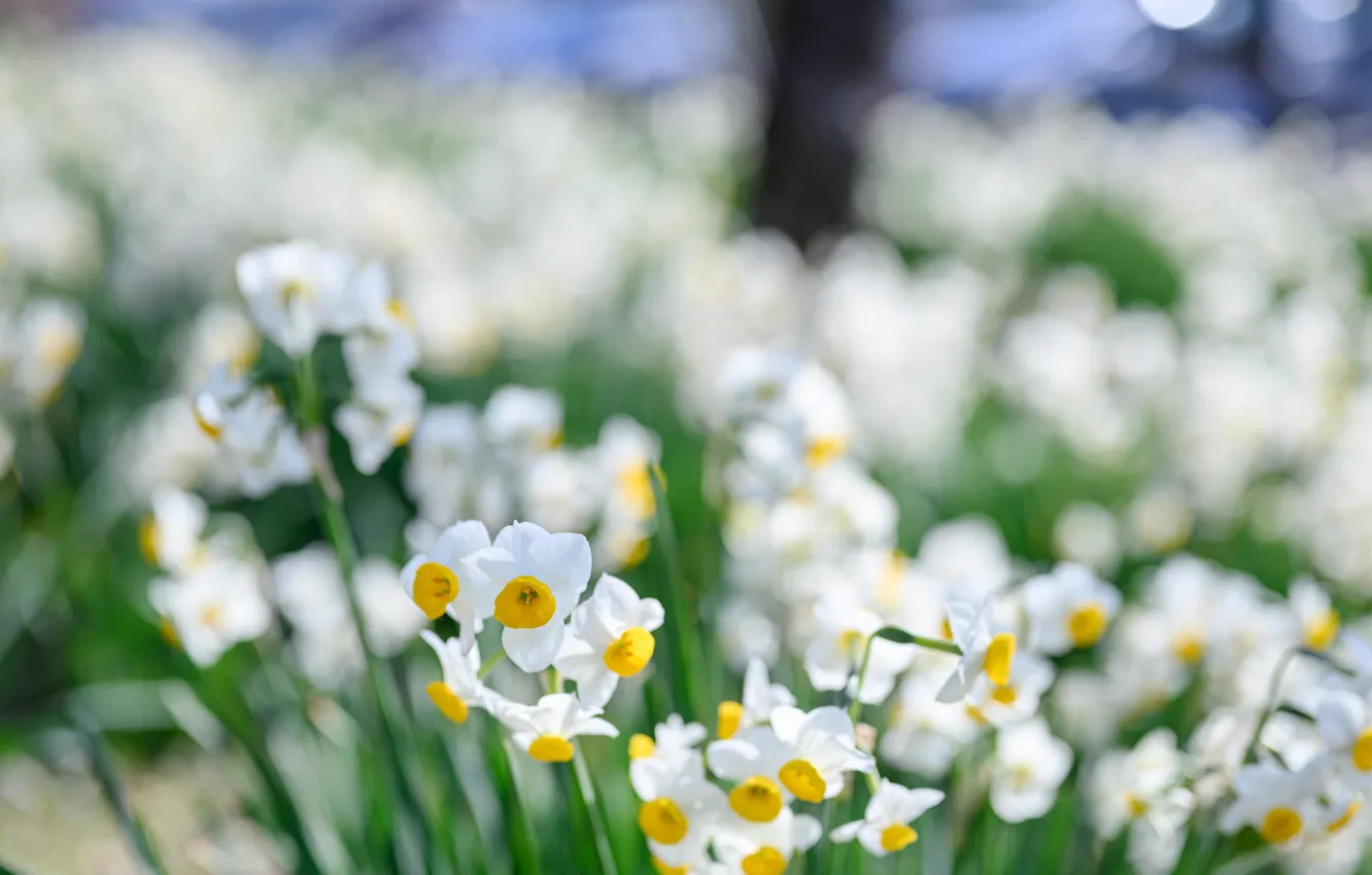 Photo wallpaper spring, flowering, Narcissus