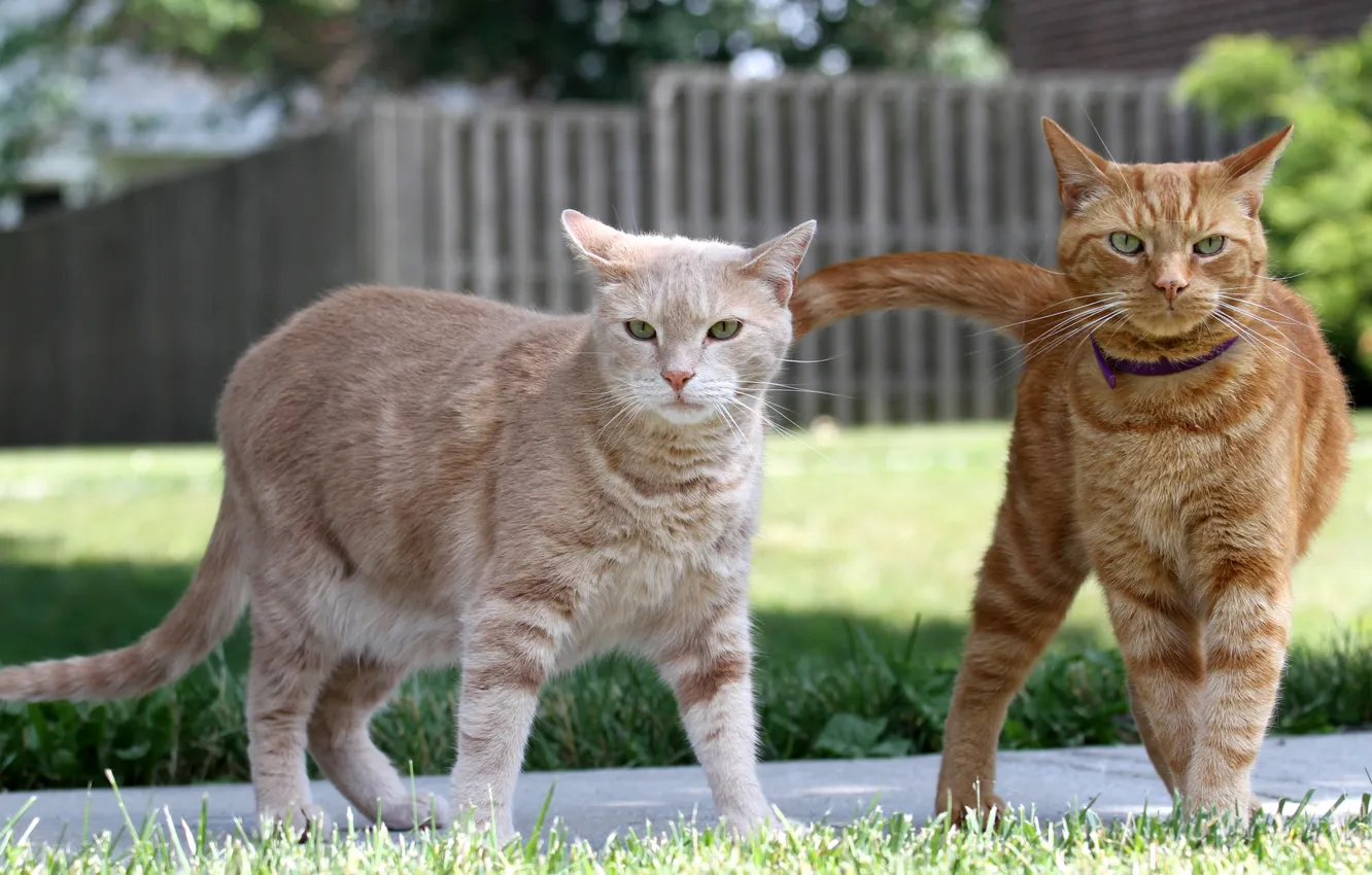 Photo wallpaper cats, pair, Kota