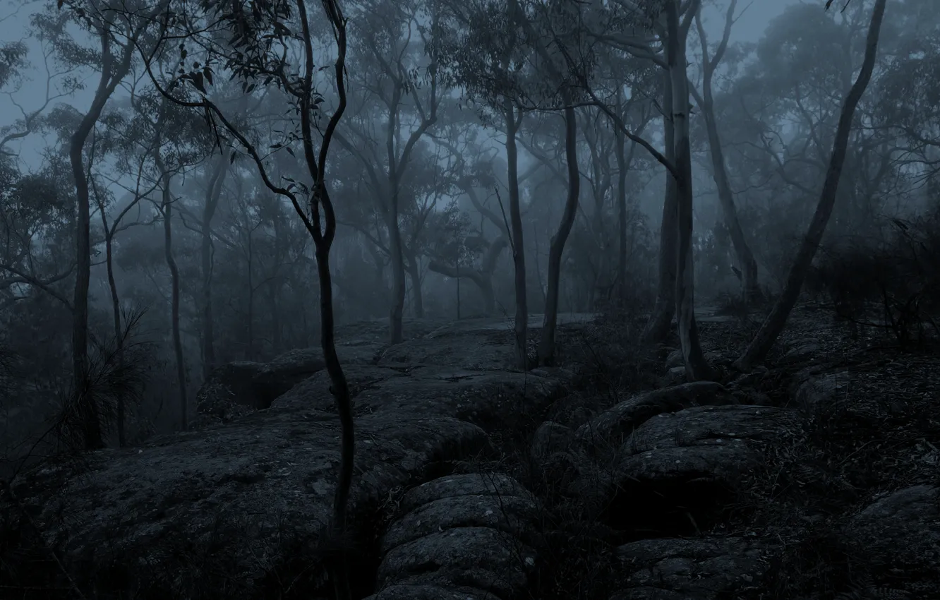 Photo wallpaper winter, forest, trees, nature, fog, morning, Australia, monochrome