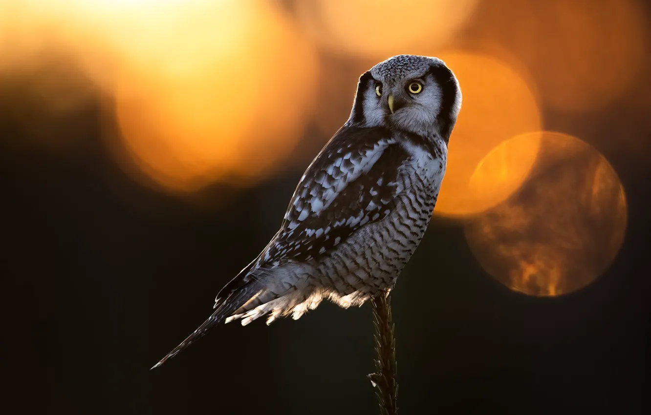 Photo wallpaper look, the sun, light, sunset, branches, nature, owl, bird