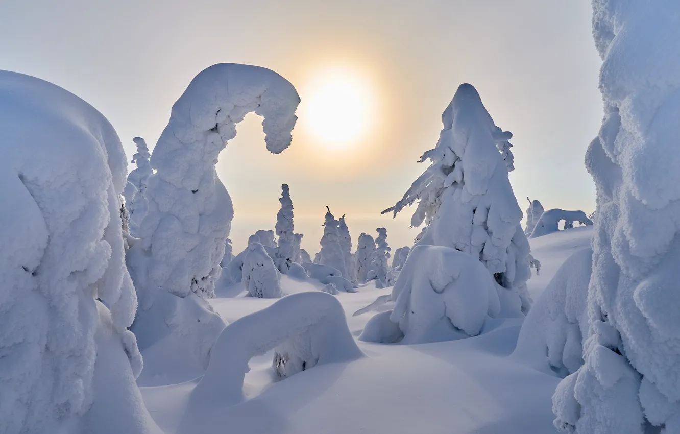 Photo wallpaper winter, the sun, snow, trees, nature, ate, Sergey Mezhin