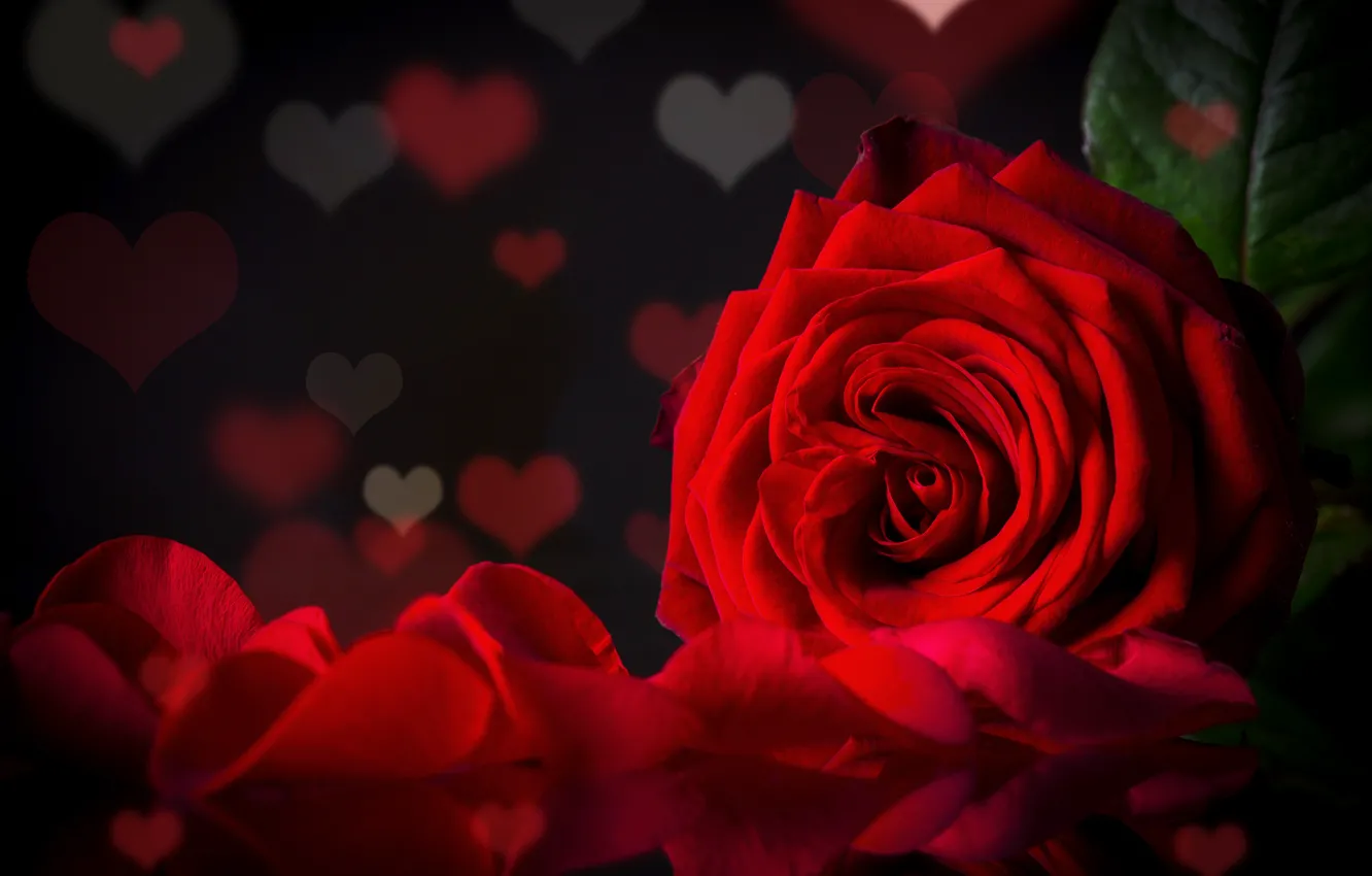 Photo wallpaper light, heart, rose, petals, red, beautiful, beautiful, Roses