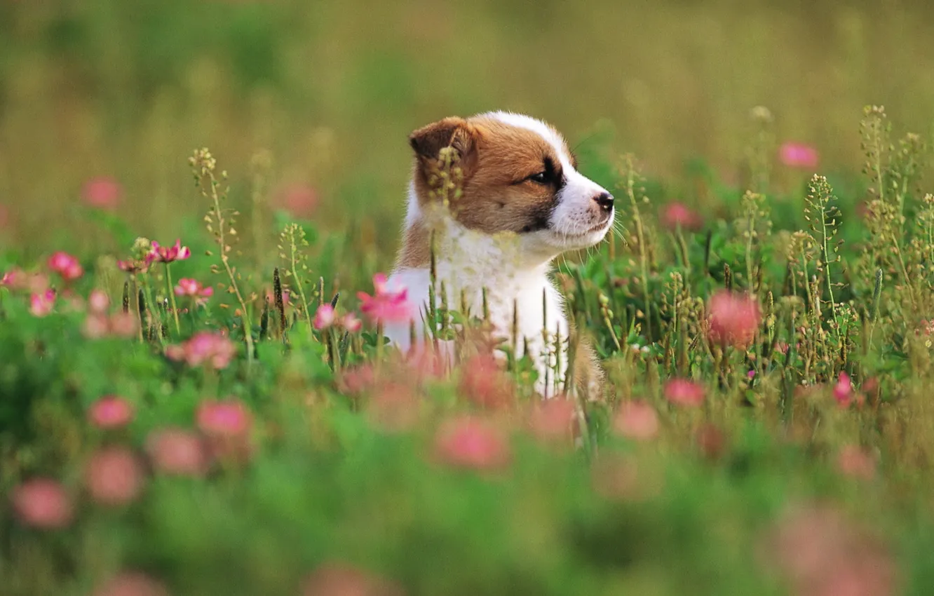 Photo wallpaper grass, flowers, dog, puppy, grass, puppy, dog, 1920x1200