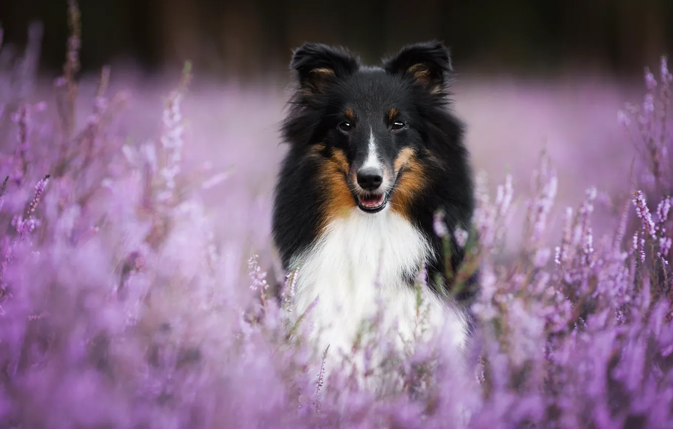 Photo wallpaper dog, bokeh, Sheltie, Heather, Shetland Sheepdog
