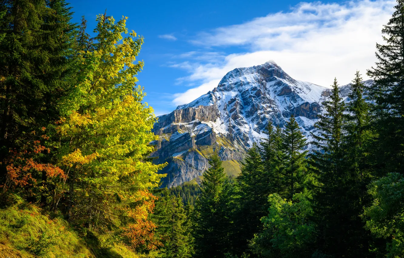 Photo wallpaper autumn, forest, mountains, nature, Switzerland, Alps