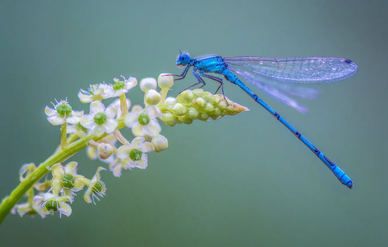 Photo wallpaper flower, dragonfly, insect