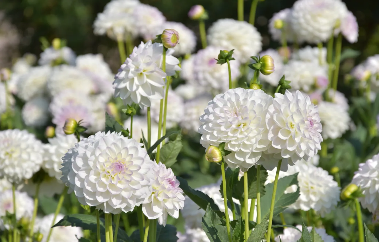 Photo wallpaper flowers, white, dahlias