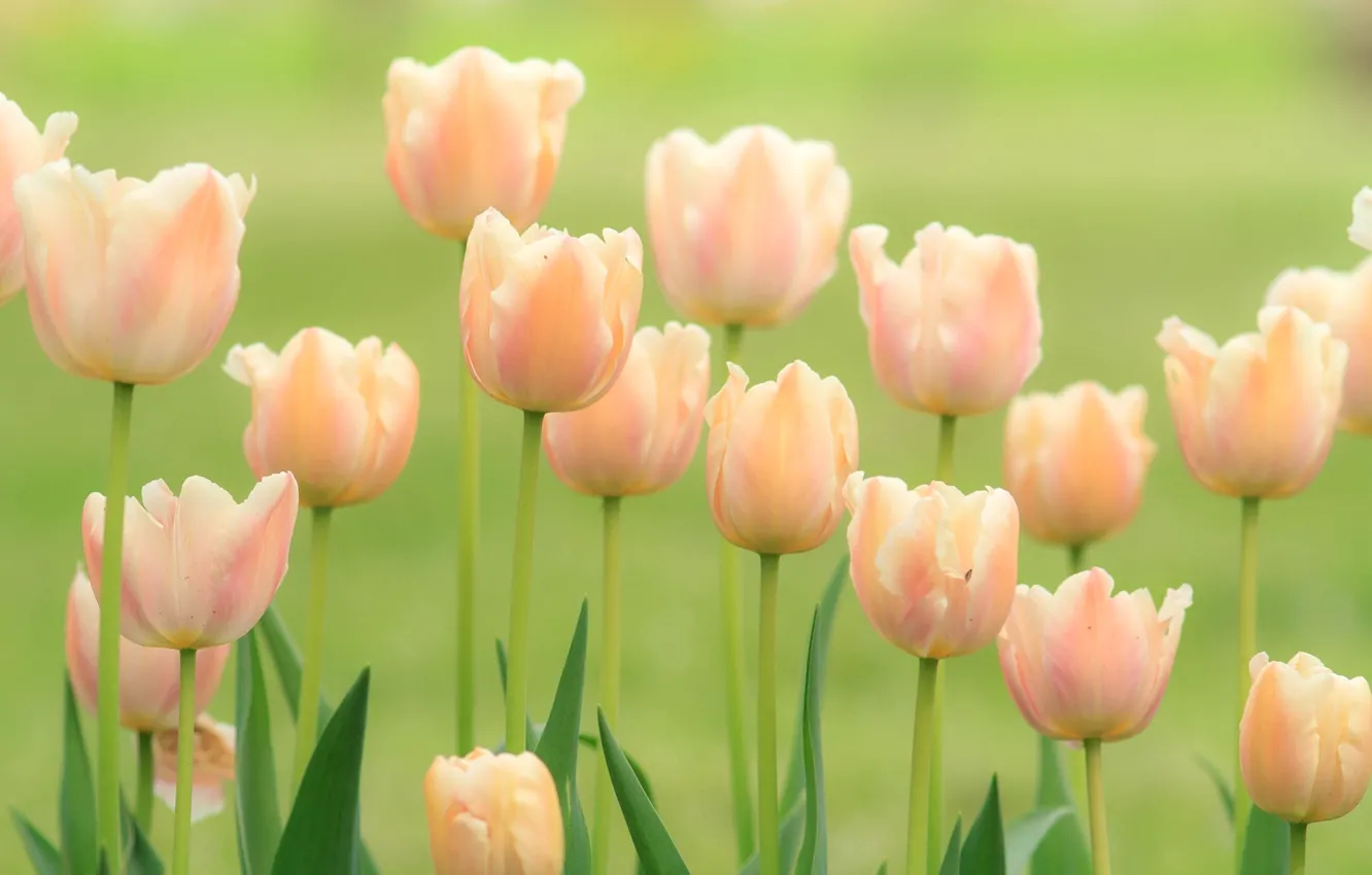 Photo wallpaper tenderness, tulips, buds