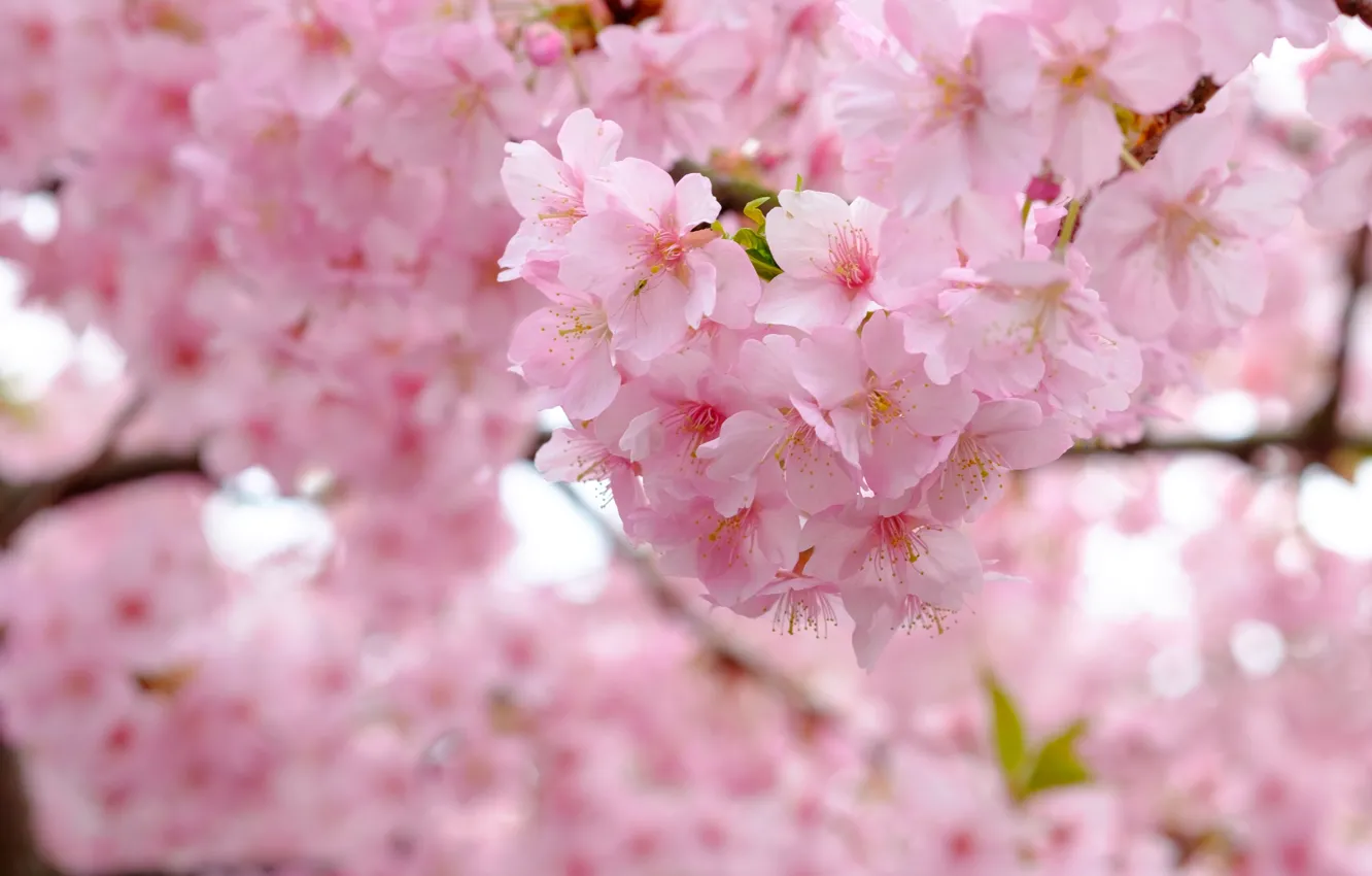 Photo wallpaper branches, cherry, tree, spring, Sakura