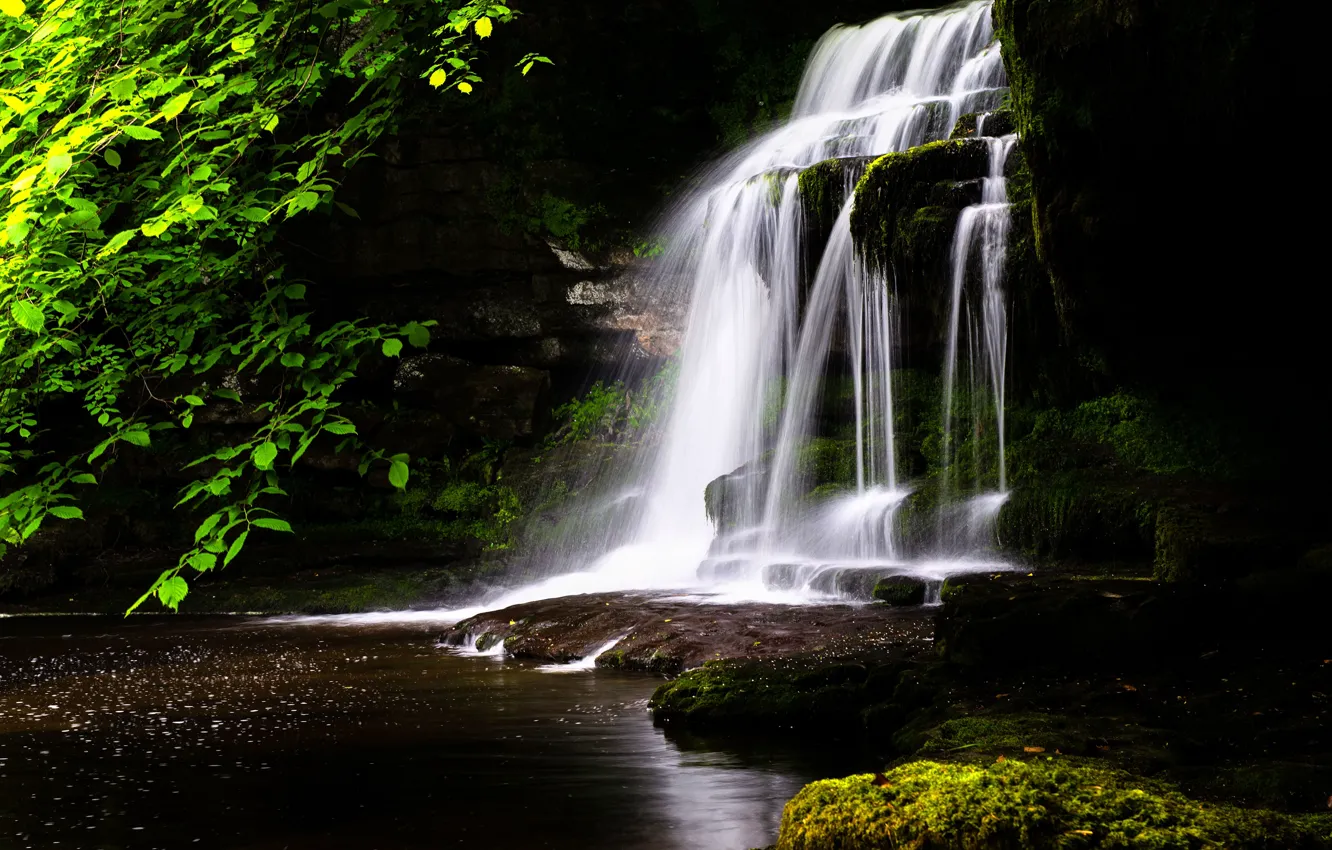 Photo wallpaper greens, forest, summer, leaves, water, branches, Park, the dark background