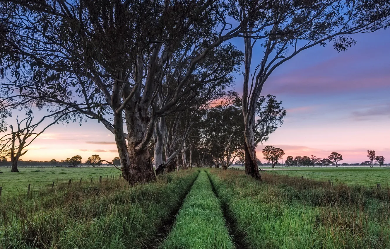 Photo wallpaper South Australia, Penola, Early Morning Light, Wheel Tracks