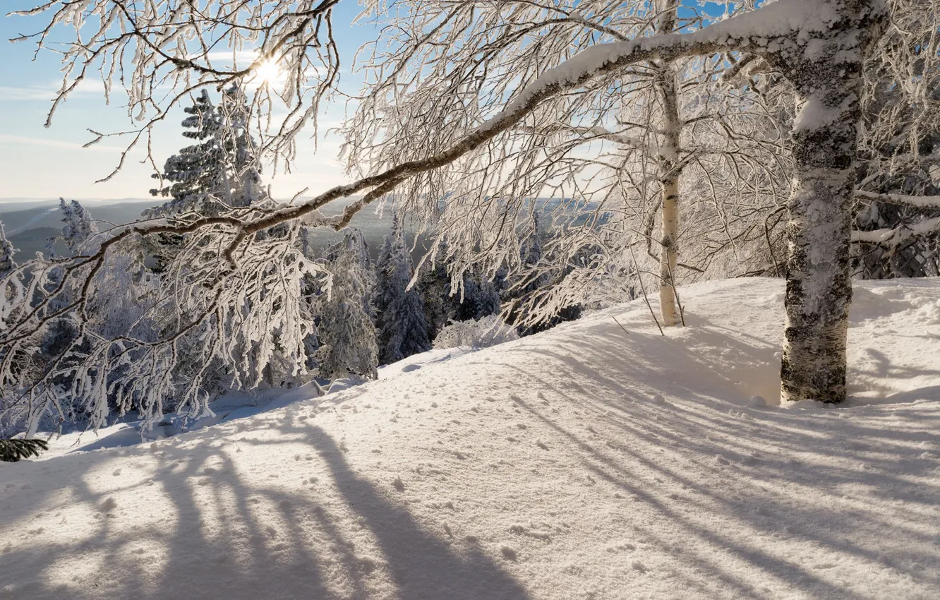 Photo wallpaper winter, forest, the sun, light, snow, trees, mountains, branches