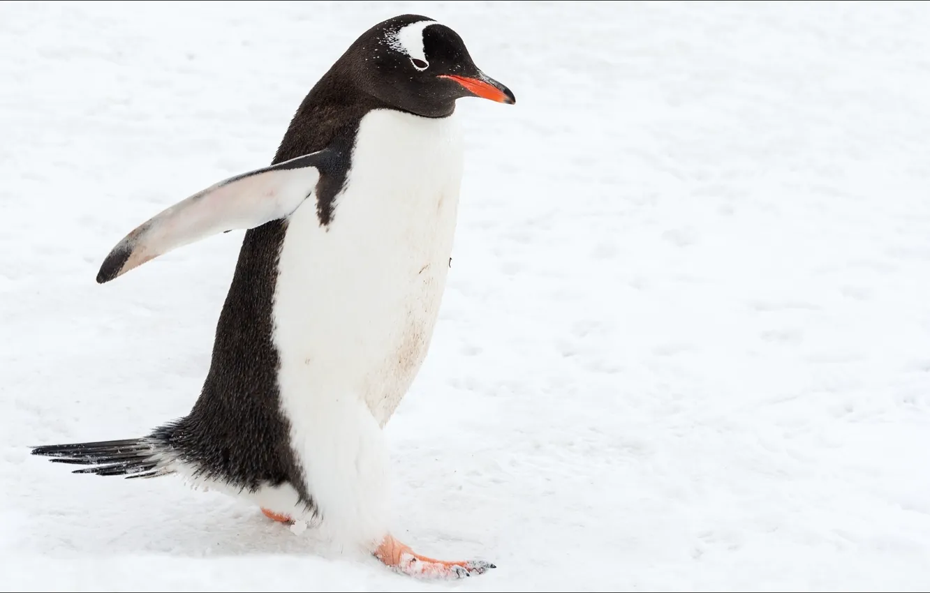 Photo wallpaper animals, walk, penguin, ramble, temnobelos