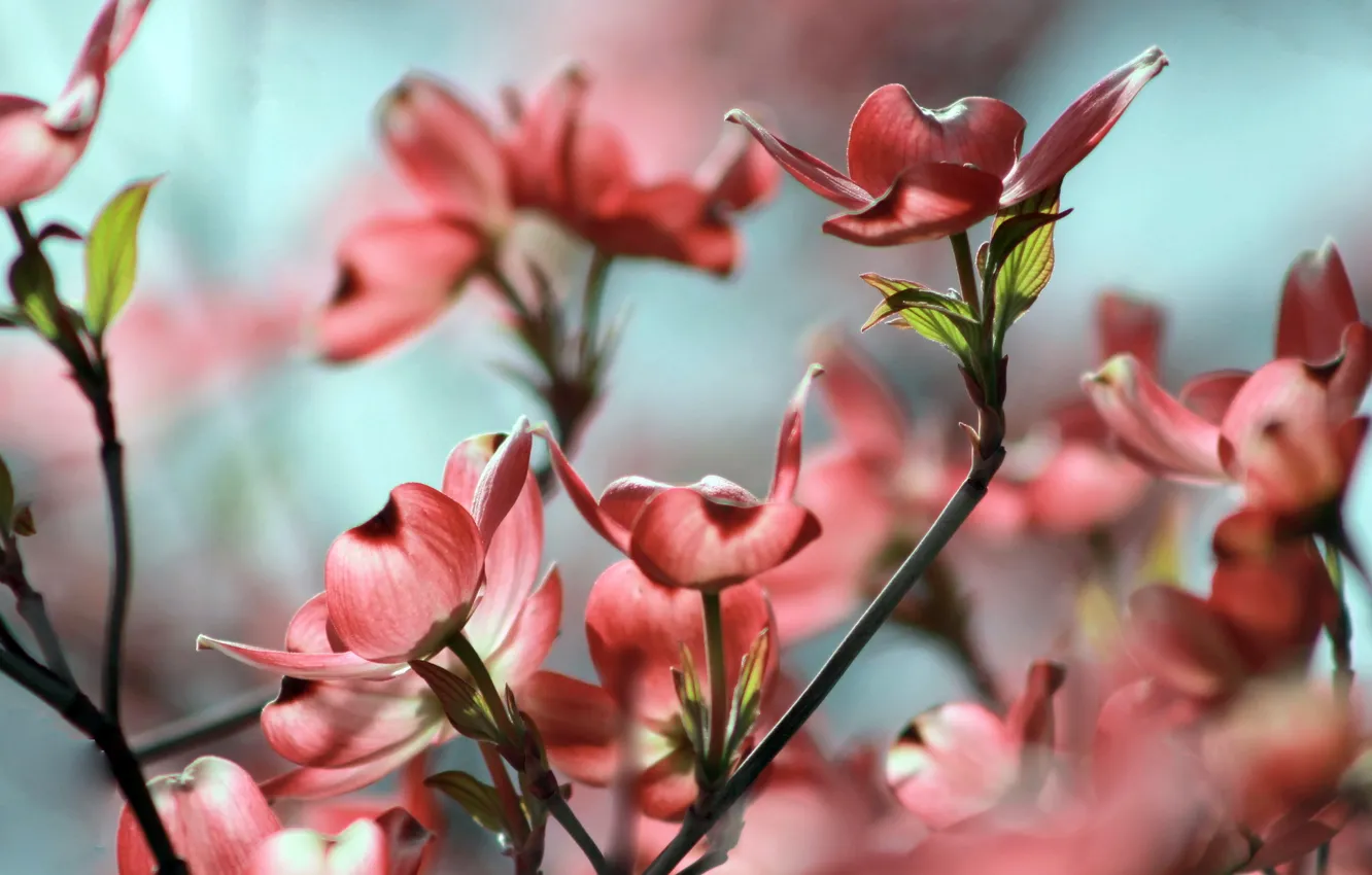 Photo wallpaper summer, flowers, nature