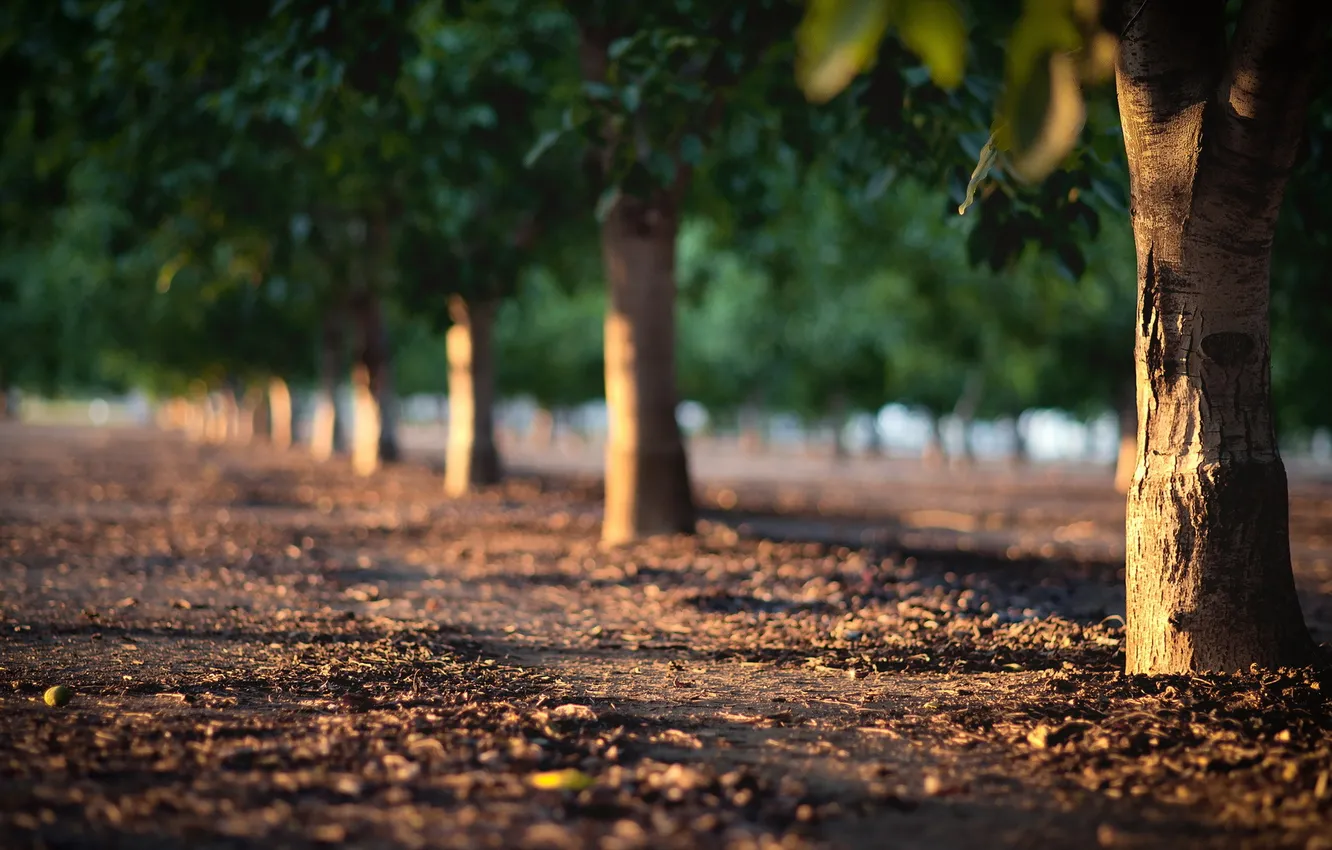 Photo wallpaper trees, the city, street
