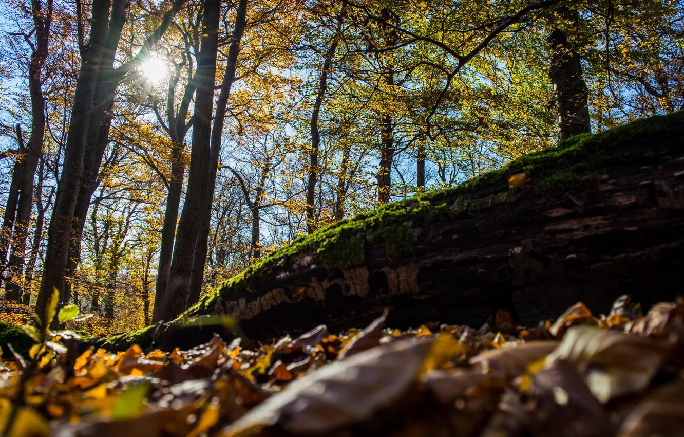 Photo wallpaper autumn, leaves, the sun, trees, nature, rays. day