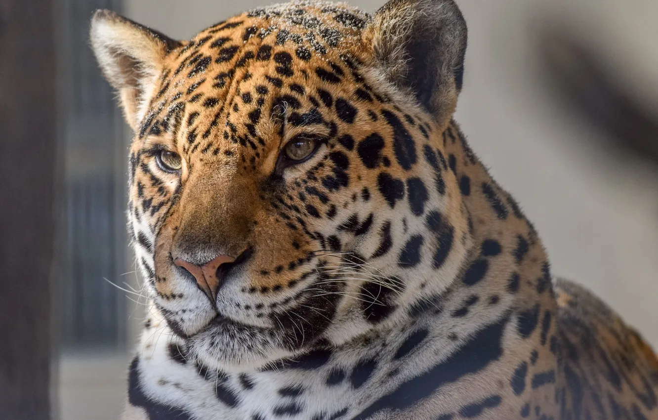 Photo wallpaper face, portrait, predator, Jaguar, wild cat, zoo