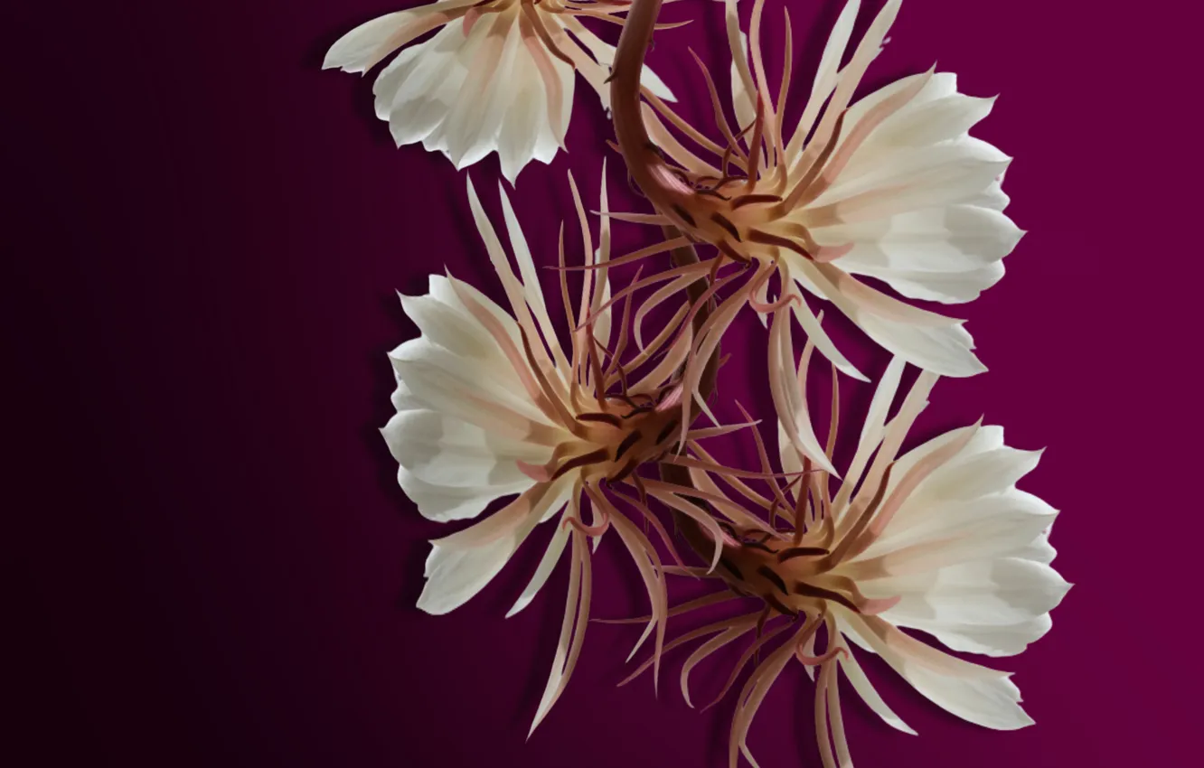 Photo wallpaper flowers, garden, natura, bloom, cactus flower