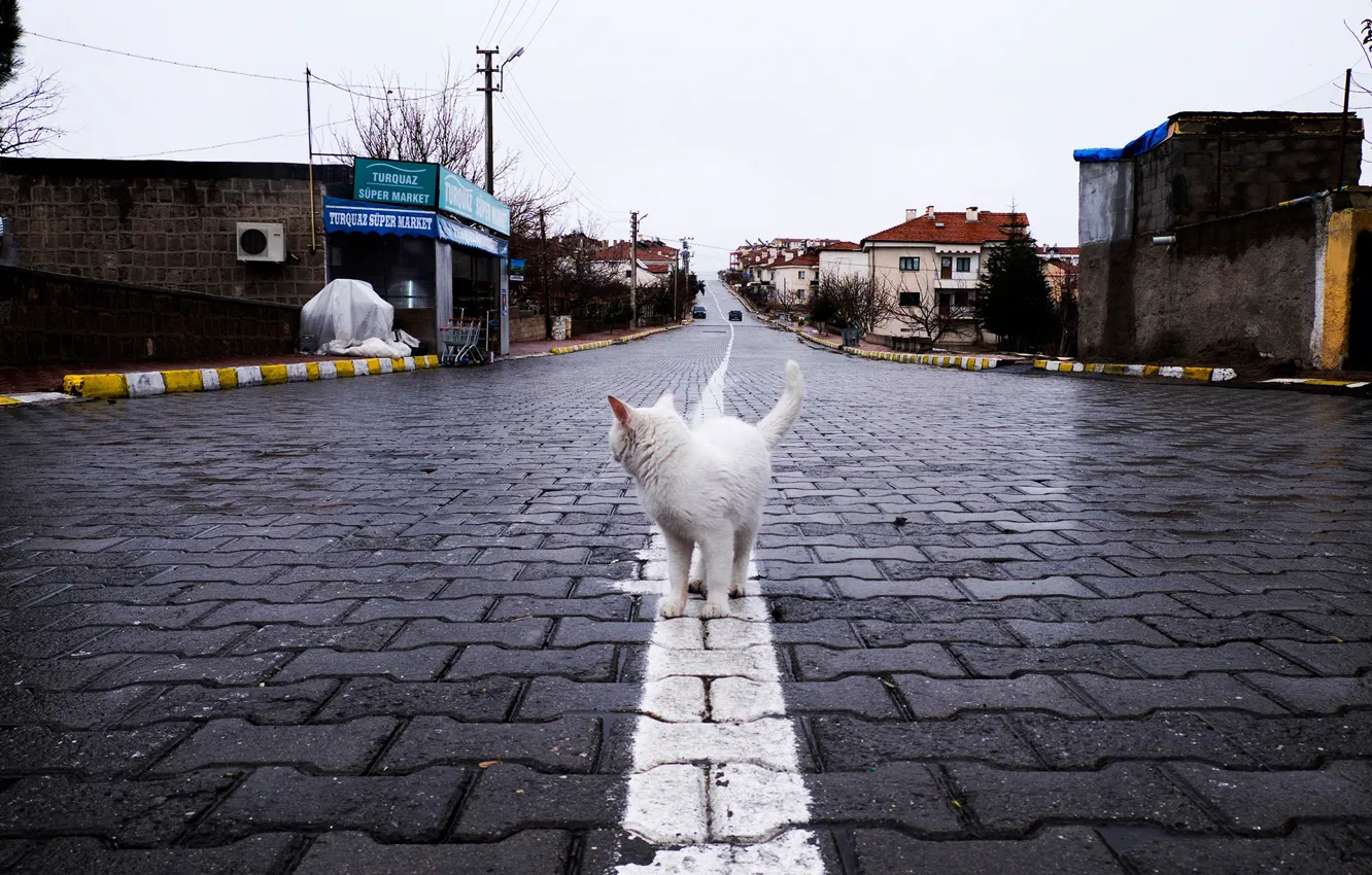 Photo wallpaper cat, street, home, pavers, Cappadocia