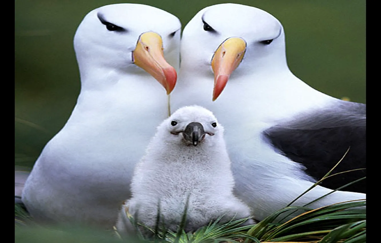 Photo wallpaper birds, animal, cool, cute family