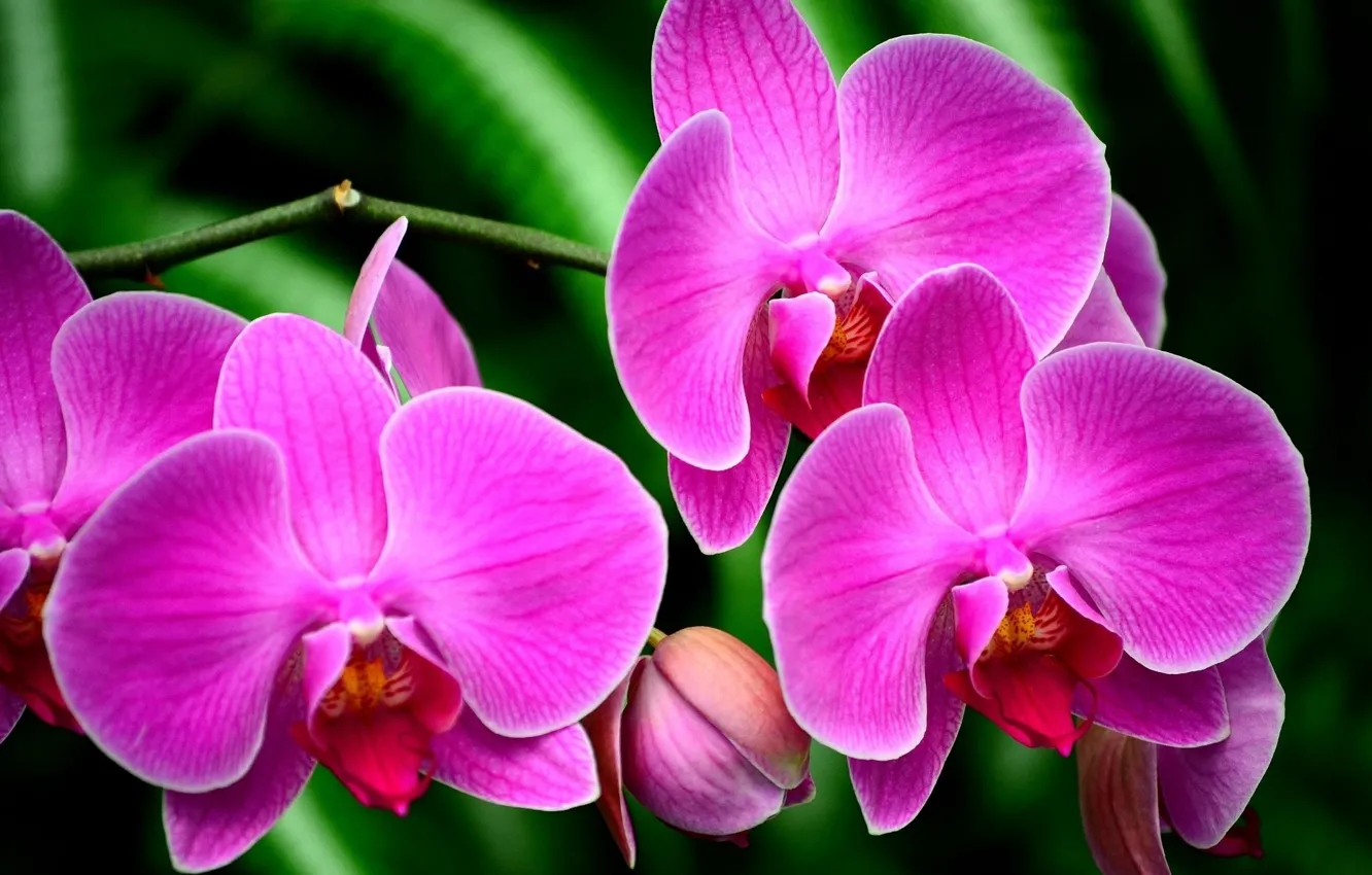 Photo wallpaper flowers, plant, Orchid