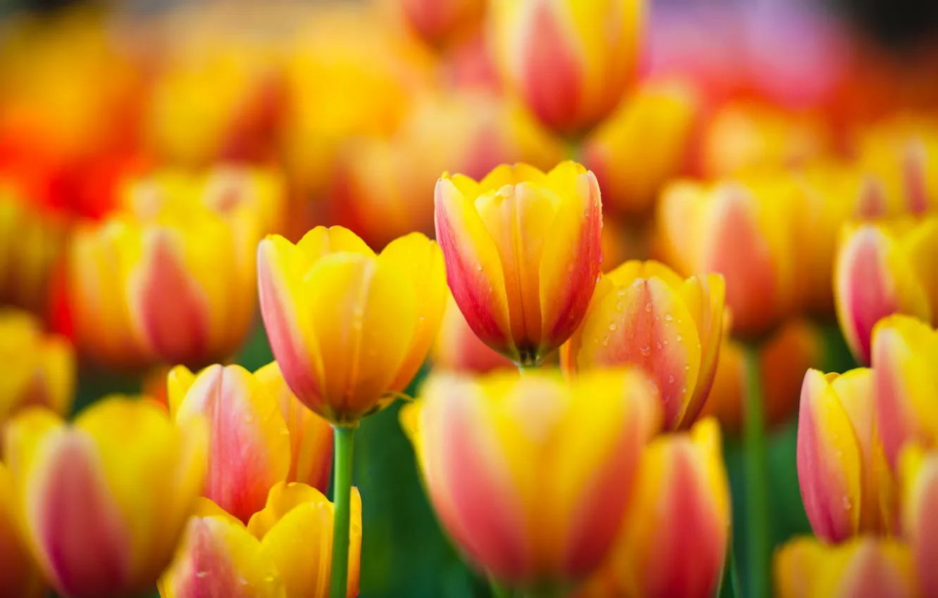 Photo wallpaper macro, flowers, yellow, tulips, yellow, flowers, macro, tulips