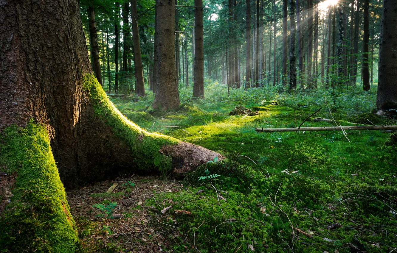 Photo wallpaper forest, grass, leaves, the sun, light, roots, moss, Tree