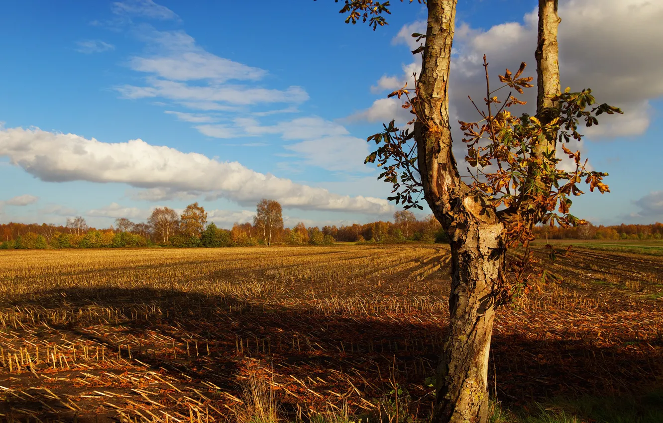 Photo wallpaper field, autumn, tree, trunk, arable land