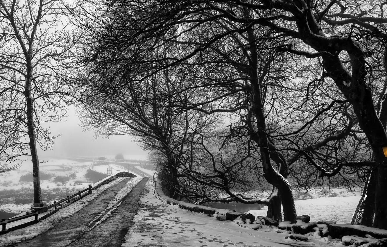 Photo wallpaper winter, road, trees, landscape