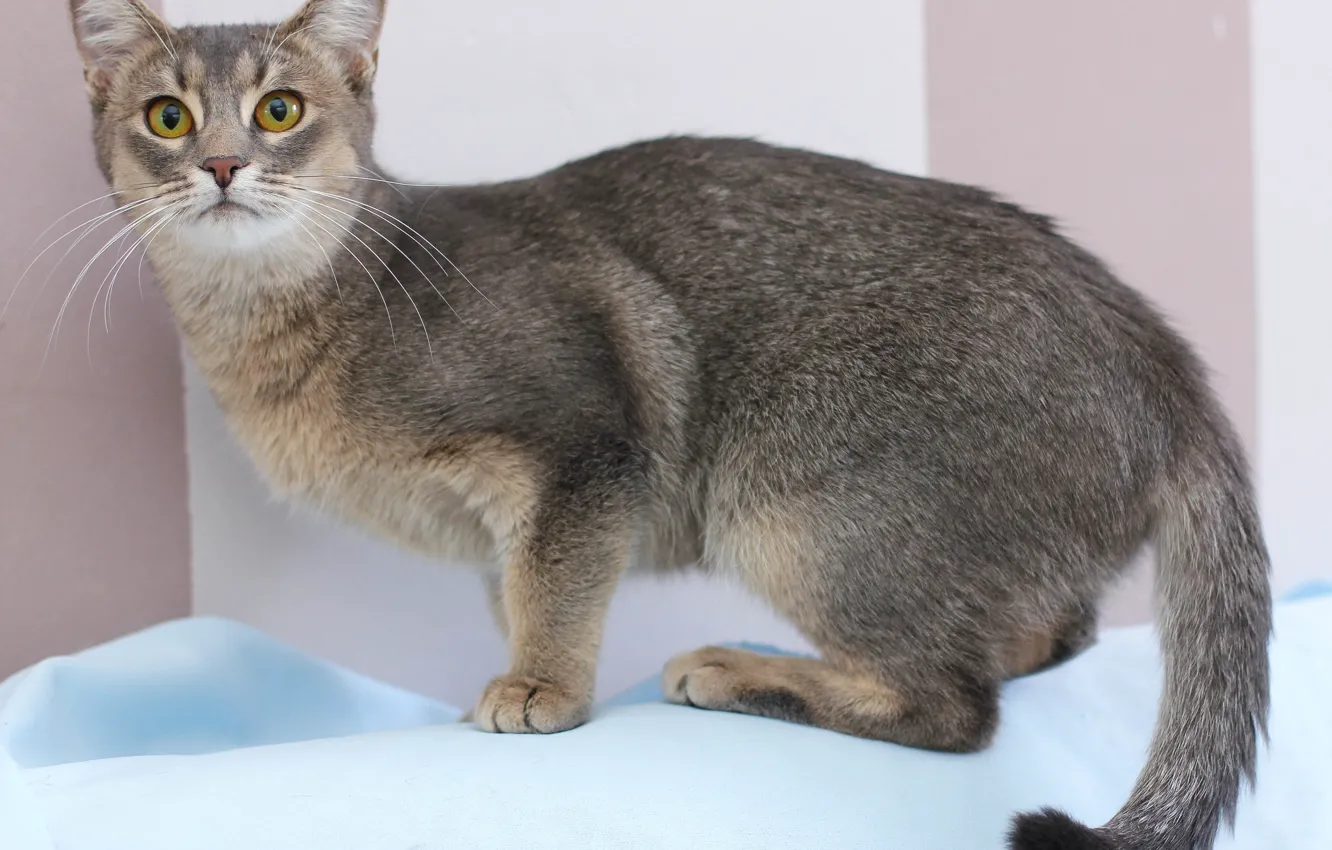 Photo wallpaper cat, eyes, photo