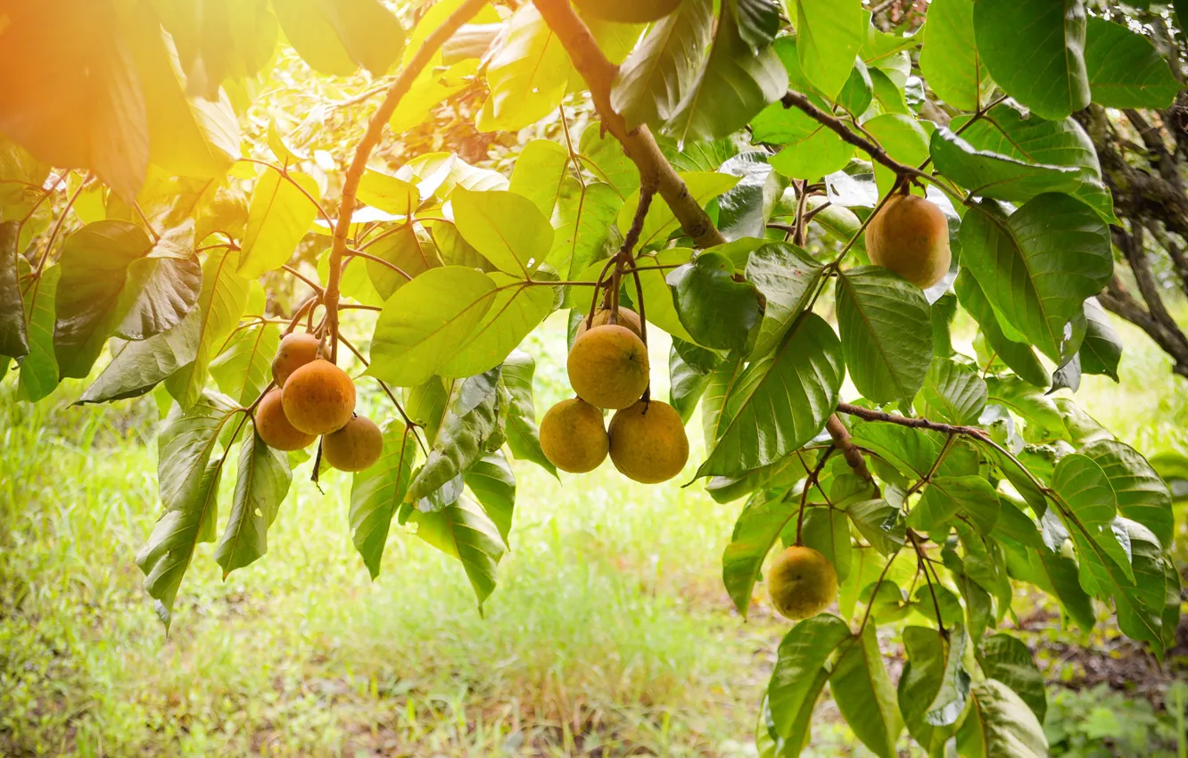 Photo wallpaper grass, leaves, branches, yellow, nature, garden, fruit, fruit