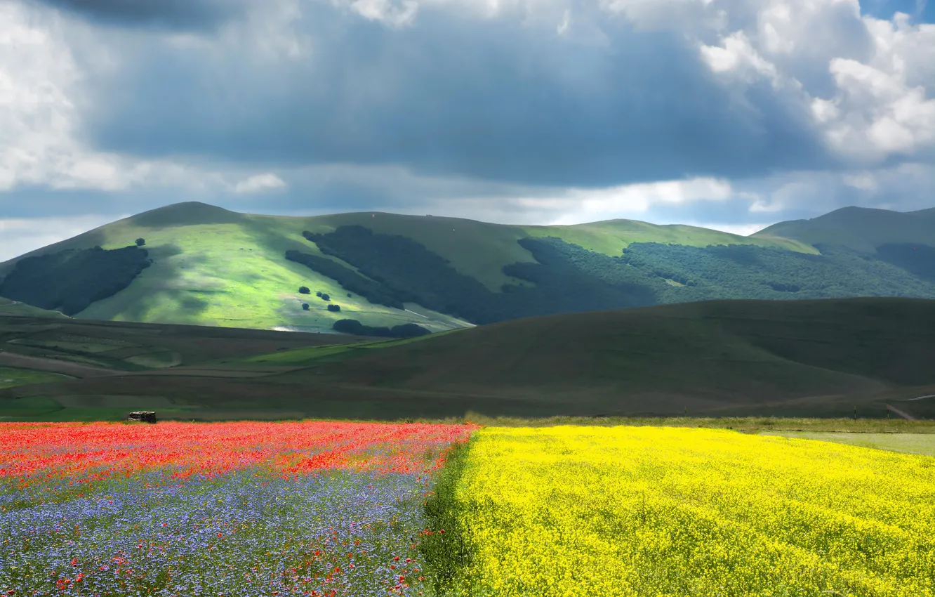Photo wallpaper field, the sky, clouds, light, flowers, mountains, hills, Maki