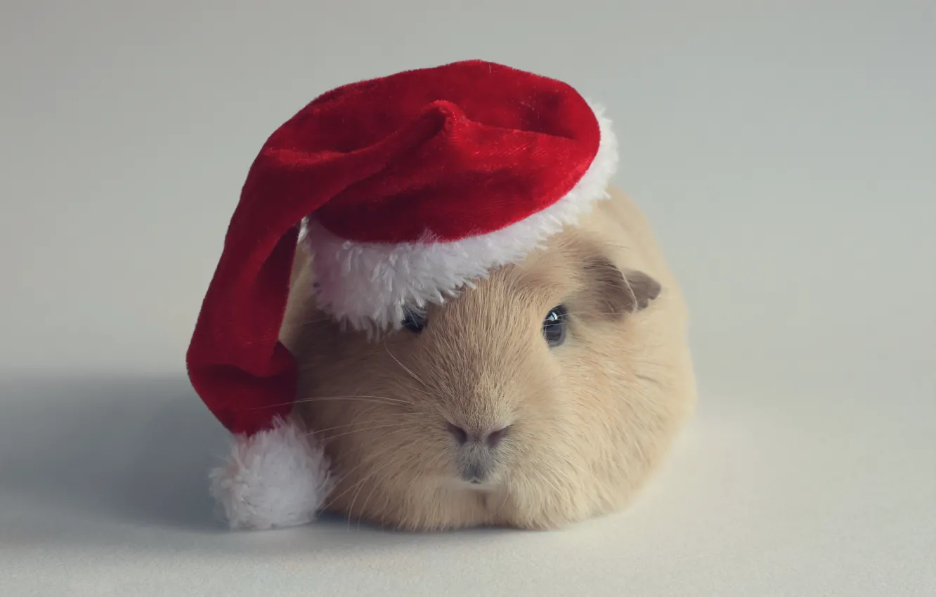 Photo wallpaper hat, new year, Guinea pig, rodent, Santa Claus