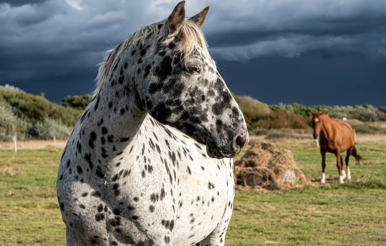 Photo wallpaper face, nature, horse, horse, spotted, piebald
