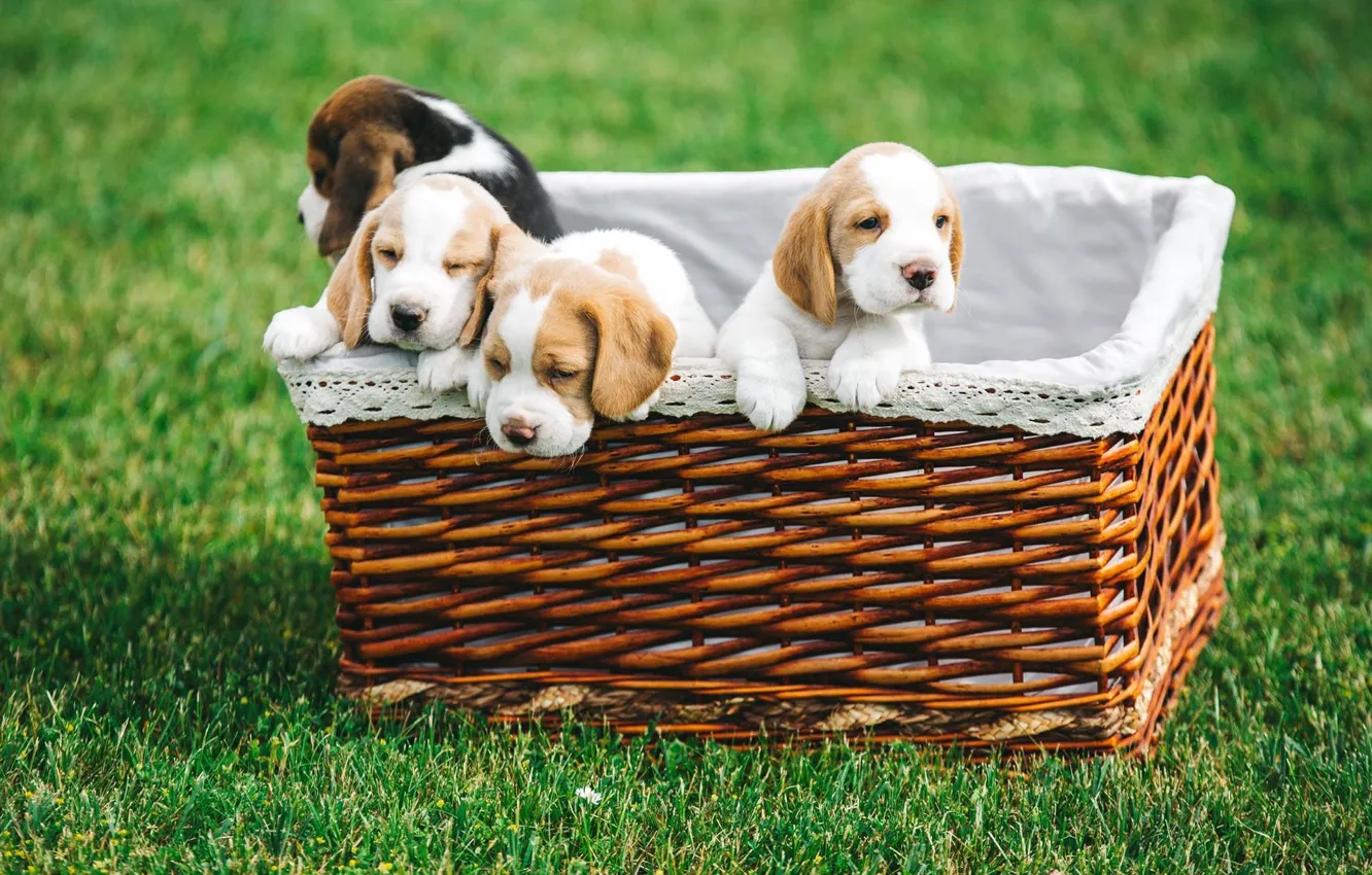 Photo wallpaper basket, puppies, Beagle