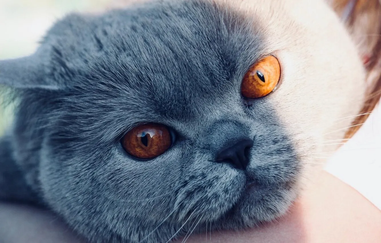 Photo wallpaper cat, face, closeup, amber eyes