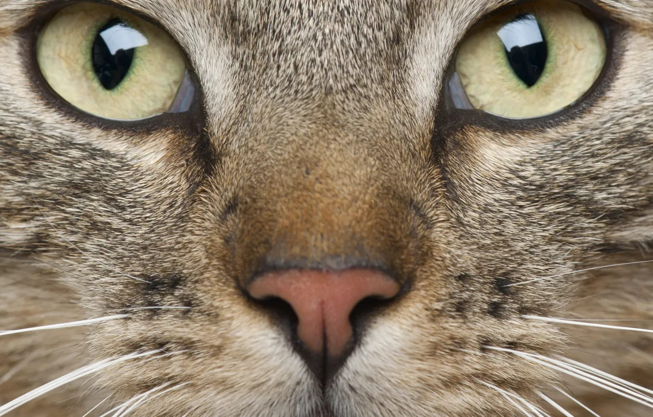Photo wallpaper cat, mustache, look, face, animal