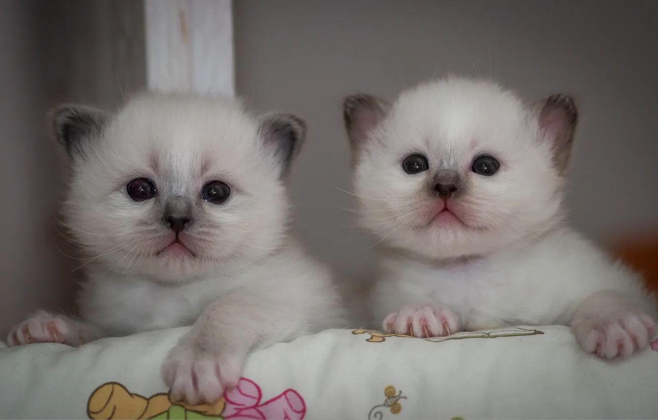 Photo wallpaper look, pose, background, two, small, baby, muzzle, pair