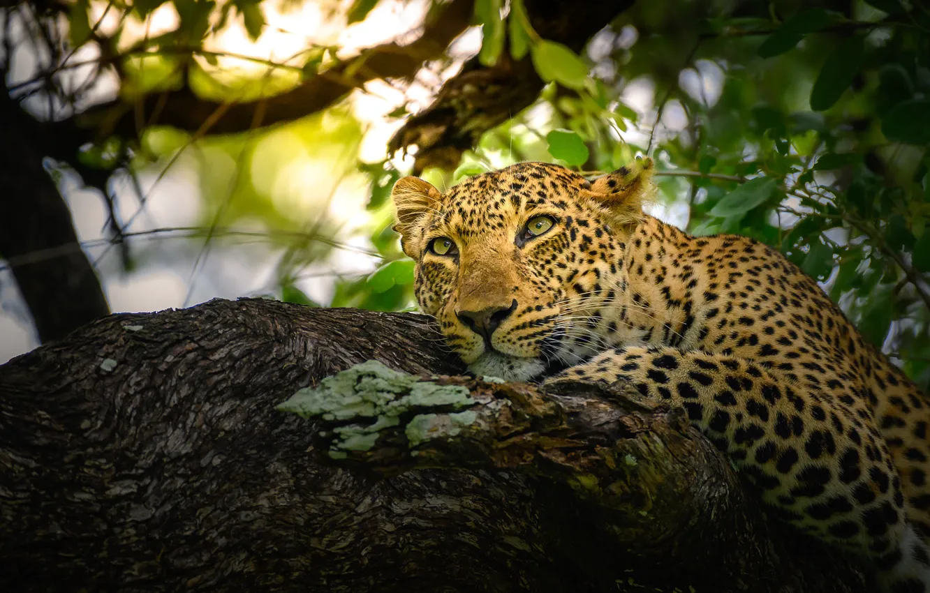 Photo wallpaper branches, leopard, log