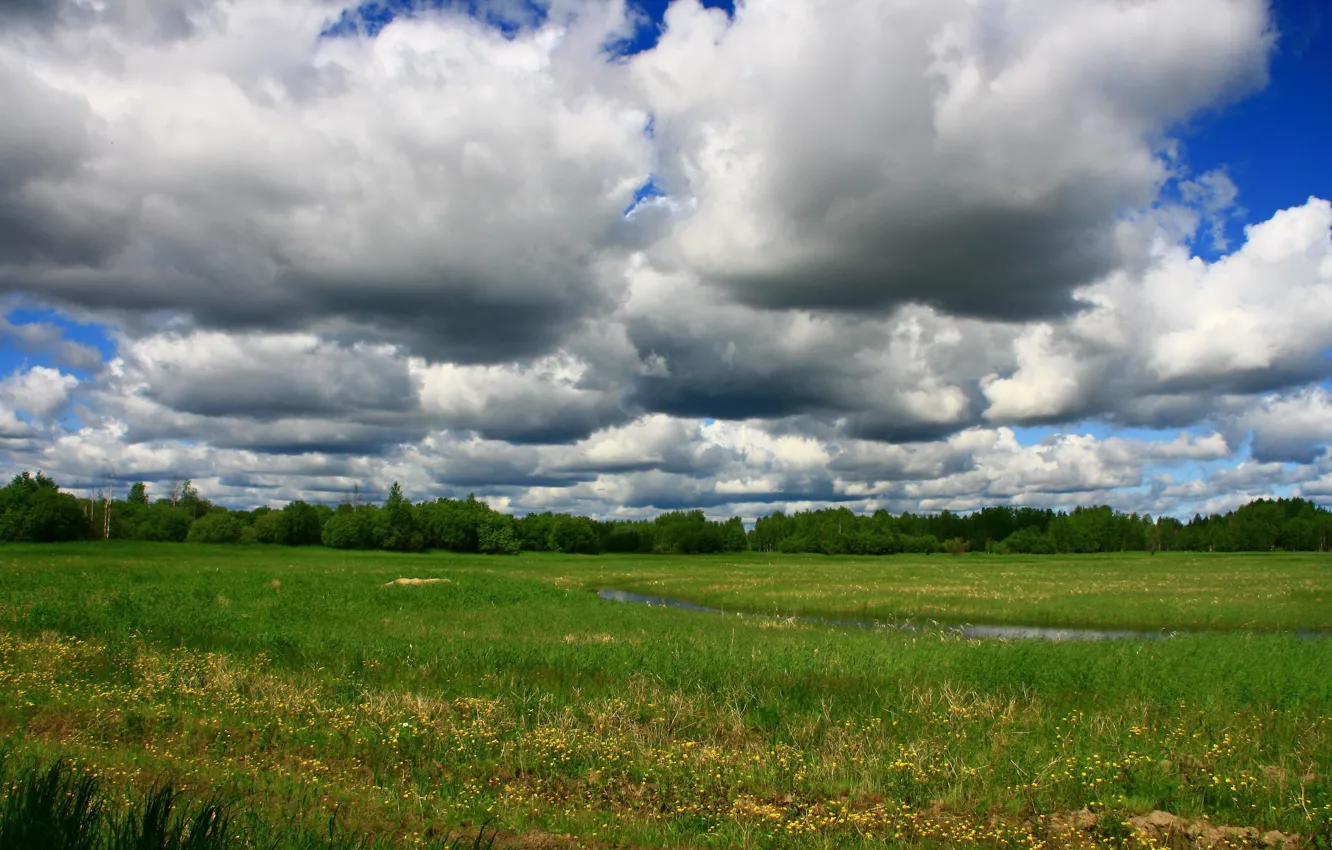 Photo wallpaper forest, landscape, nature