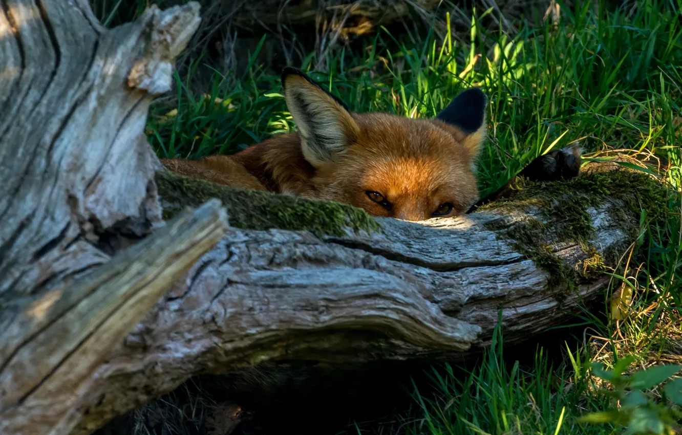 Photo wallpaper summer, grass, look, face, light, trees, Fox, lies