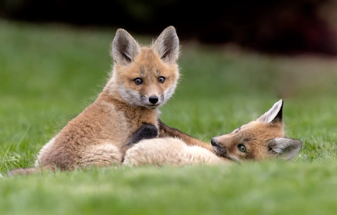 Photo wallpaper grass, Fox, a couple, Fox