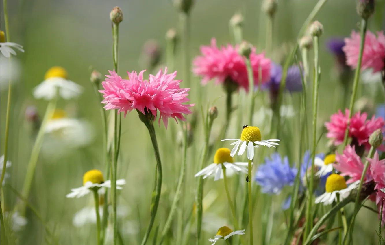 Photo wallpaper chamomile, meadow, cornflowers