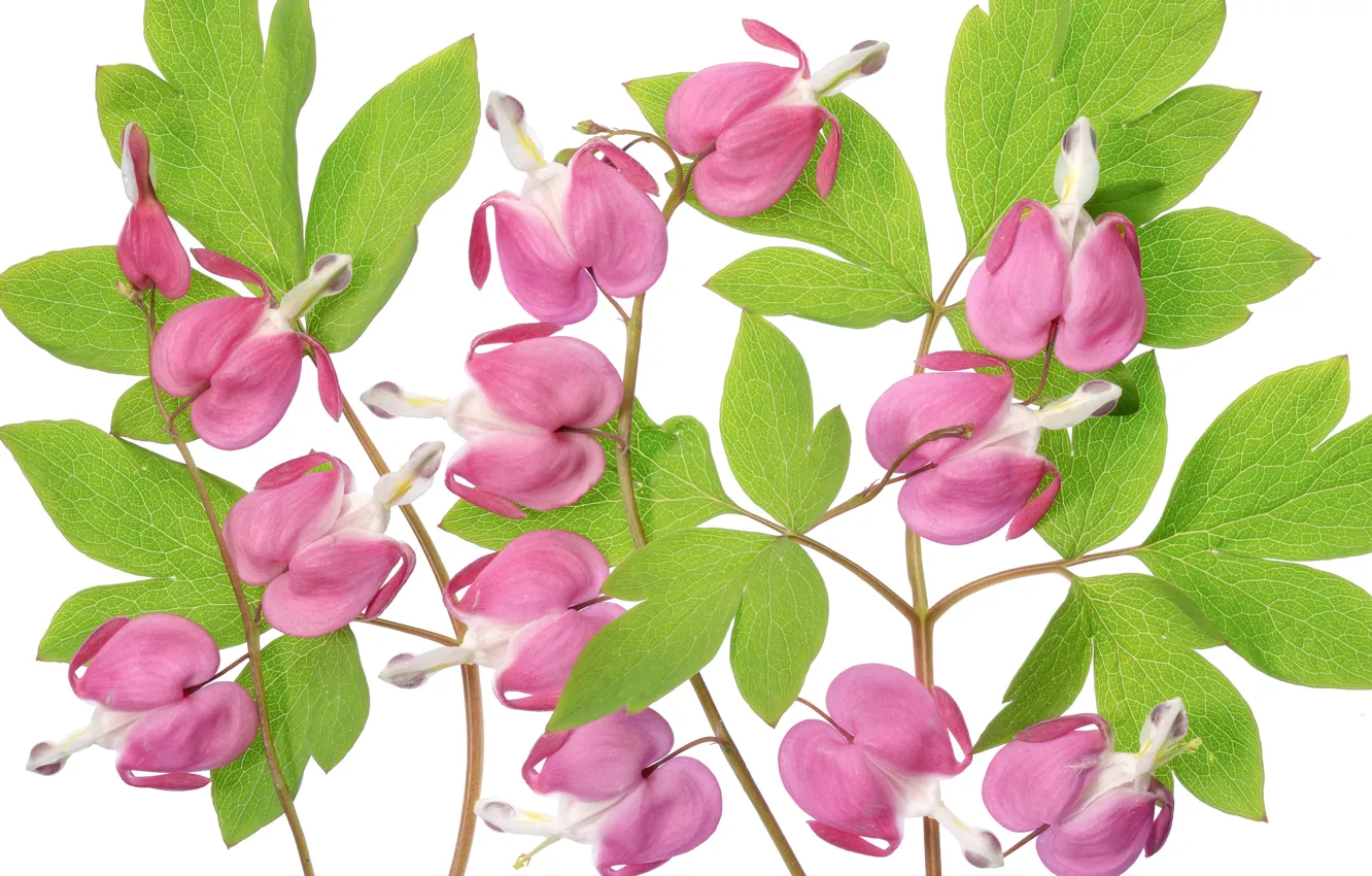 Photo wallpaper macro, pink, the bleeding heart