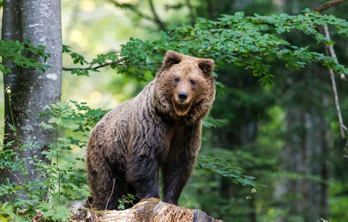 Photo wallpaper greens, forest, look, trees, branches, pose, foliage, stump