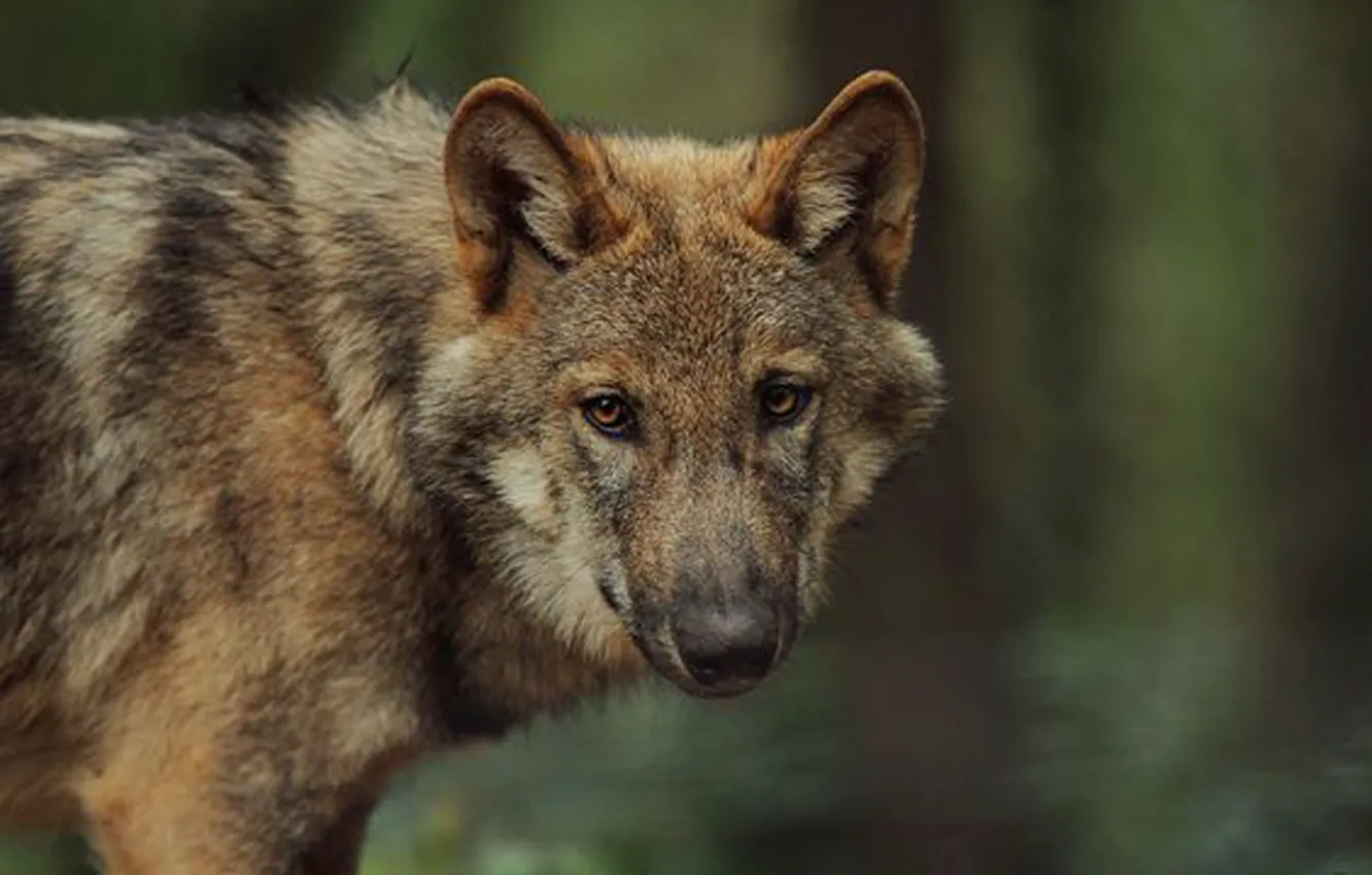 Wallpaper Nature, Predator, Animal, Wolf, Wildlife, Portrait., Canis ...