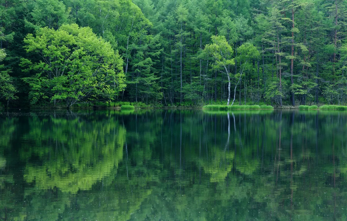 Photo wallpaper forest, trees, lake, reflection